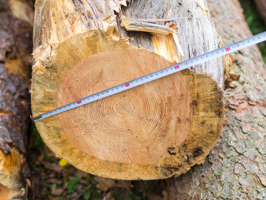 Measuring the logs in Forest